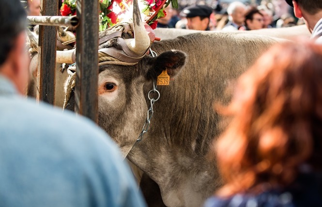 Fête des Boeufs Gras de Bazas 5 - Bazas