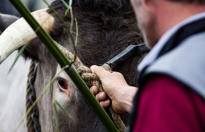 Fête des Boeufs Gras de Bazas 6 - Bazas