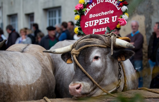 Fête des Boeufs Gras de Bazas 1 - Bazas