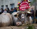 Fête des Boeufs Gras de Bazas 1 - Bazas